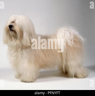 Einen flauschigen weißen Havaneser Hund mit reichlich Haar der langen weichen weißen Haaren. Stockfoto