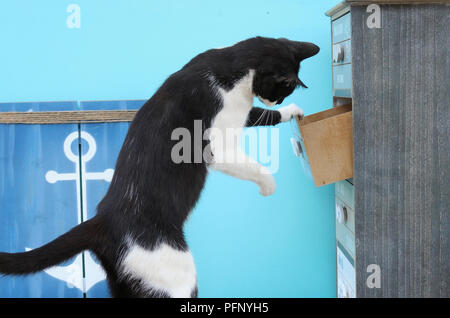 Hauskatze, Tuxedo, öffnet sich eine Schublade eines Schrankes Stockfoto