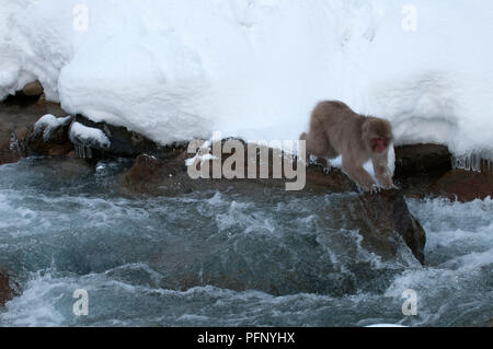 Japanischen makaken oder Schnee japanischen Affen springen der Fluss (Macaca fuscata), Japan Stockfoto
