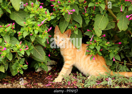 Junge Hauskatze, Ingwer, 3 Monate alt, sitzt unter einem Busch Stockfoto