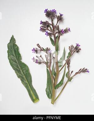 Anchusa azurea (Große Blaue Alkanet) mit kleine lila Blumen und grüne Blätter auf langem Stiel und einem separaten Blatt Stockfoto