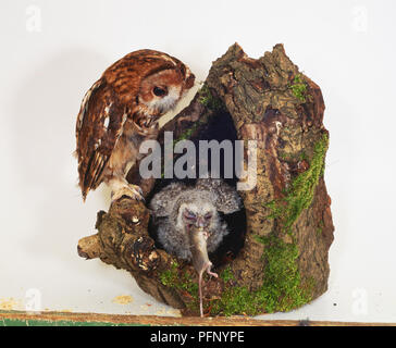 Waldkauz (Strix aluco) stehen am Rande von seinem Baum-Loch Nest, chick Fütterung auf tote Maus Stockfoto