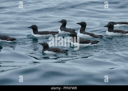 Thick-billed murres Schwimmen im Meer bei Alkefjellet, Svalbard, Norwegen. Stockfoto