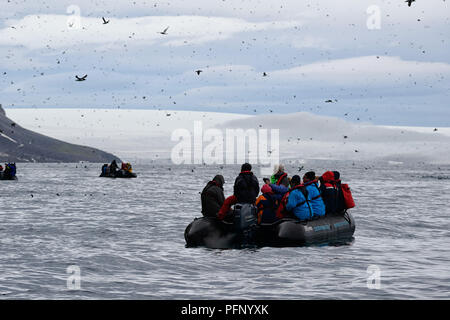 In Alkefjellet, Svalbard, Norwegen. Touristen in Zodiacs beobachten Vögel, die über die Klippen fliegen. Stockfoto