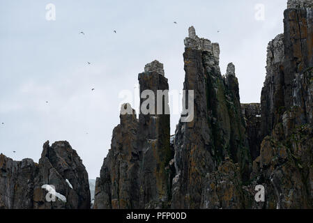 Steile Klippen mit Vögel an Alkefjellet, Svalbard, Norwegen Stockfoto