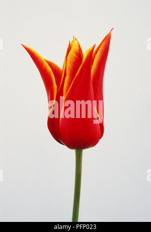 Tulipa 'Königin von Saba', rote Tulpe flowerhead, aus der Nähe. Stockfoto