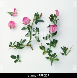 Ononis spinosa (Stacheligen rest-egge), Stengel mit Blättern und rosa Blüten Stockfoto