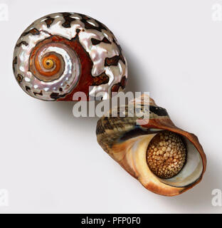 Seite und Unterseite Ansicht der Südafrikanischen turban Shell (Turbo sarmaticus) Stockfoto