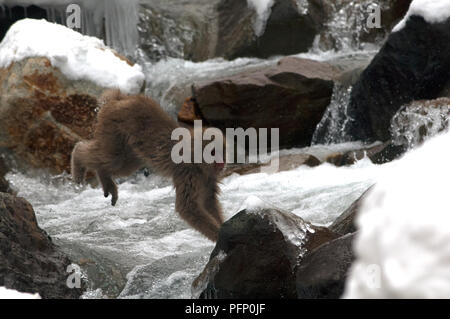 Japanischen makaken oder Schnee japanische Affe, Springen der Fluss (Macaca fuscata), Japan Stockfoto