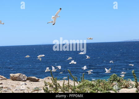 Möwen im Flug an der Küste von Mykonos Griechenland Stockfoto