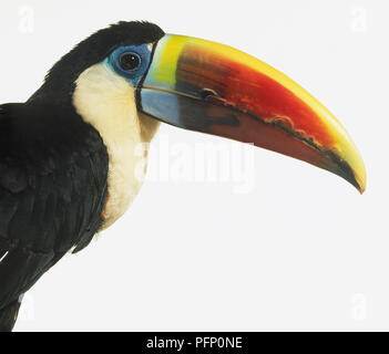 Leiter des Red-Billed Toucan (Ramphastos Tucanus), Seitenansicht Stockfoto