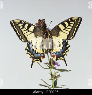 Ein Schwalbenschwanz Schmetterling (Pieris brassicae), hocken auf einer Anlage, Flügel Stockfoto