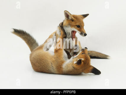 Zwei Fox Cubs (Vulpes vulpes) spielen Stockfoto