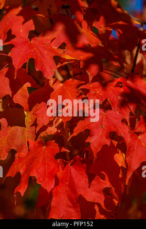 Nahaufnahme des hängenden Hell crimson Blätter im Herbst zeigen Tiefe von Licht und Schatten. Stockfoto