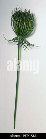 Daucus carota, die Wilde Möhre, Queen Anne's Lace, mit geschlossenem Dreschkorb dolde Kopf auf Stammzellen. Stockfoto