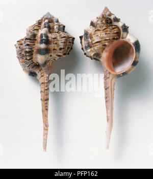 Haustellum haustellum, Overhead und die Unterseite von Snipe Bill Murex Schalen, niedrige Spirale Shell mit sehr langen, dünnen siphonal Kanal und geriffelte Umgänge, Creme mit braunen Abzeichen. Stockfoto
