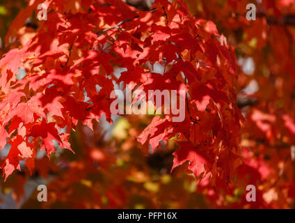 Eine hell beleuchtete, Überdachung der hängenden roten Herbstlaub mit Highlights und Tiefe. Stockfoto