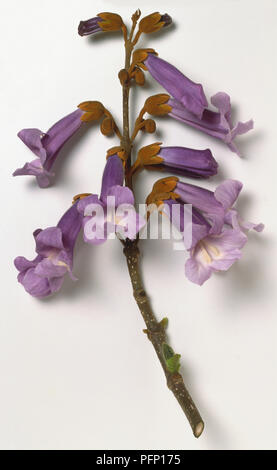 Scrophulariaceae, Paulownia tomentosa, Trompetenförmigen lila Blüten in aufrechten Rispen. Stockfoto