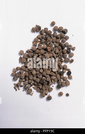 Getrockneten Beeren aus Vitex agnus-castus (keusch Baum) Stockfoto