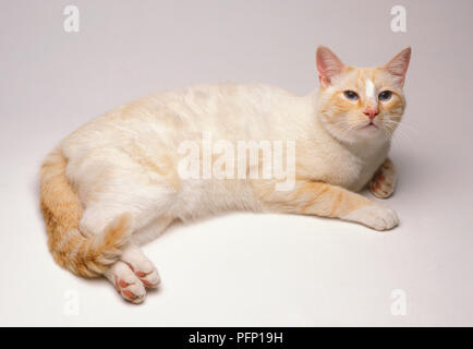 Rot und Weiß van tabby American Shorthair Katze, Suchen nach Stockfoto