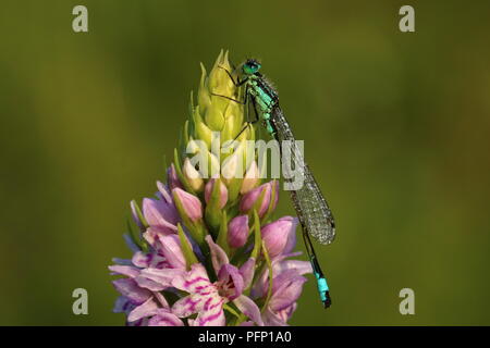 Blue-tailed Damselfy Rastplätze auf einen Gemeinsamen beschmutzt - Orchidee Stockfoto