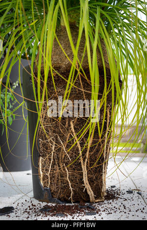 Topf gebrochen durch die Wurzeln eines Beaucarnea recurvata, denn es war zu klein geworden. Beaucarnea recurvata ayant fait éclater Sohn Topf devenu trop Petit. Stockfoto