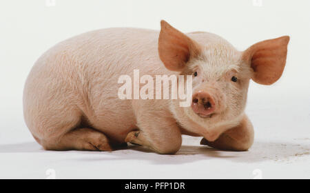 Ferkel, landsorte Sorte, im Alter von 6 Wochen, rosa Haut mit weißen Haaren, großen Ohren, große Nasenlöcher auf nassen rosa Schnauze, liegend, die Beine unter dem Körper verbiegen, Vorderansicht. Stockfoto