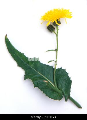 Gelbe Blume und Blatt, von Sonchus arvensis (mehrjährig Gänsedistel), close-up Stockfoto