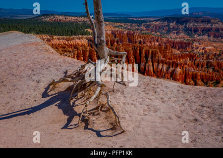 Im Blick auf die Wurzeln aus dem Boden von pinyon Kiefer in Bryce Canyon National Park, Utah, USA. Stockfoto