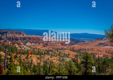 Schöne im Hinblick auf pinyon Pinienwald Bryce Canyon National Park, Utah Stockfoto