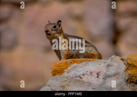 Golden-Mantled Erdhörnchen im Bryce Canyon National Park, Utah Stockfoto