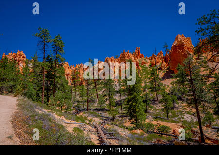 Schöne im Hinblick auf pinyon Pinienwald Bryce Canyon National Park, Utah Stockfoto