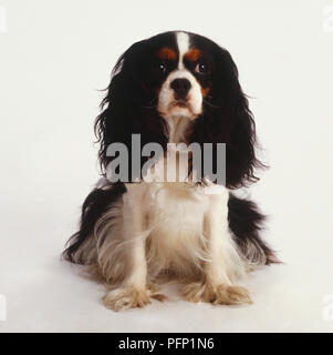 Sitzung Cavalier King Charles Spaniel hund (Canis familiaris), Ansicht von vorne. Stockfoto