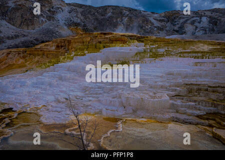 Abwechslungsreiches warmes Frühjahr thermische Farben - Mammoth Hot Springs, Yellowstone s nur größere thermische Umgebung auch außerhalb der Caldera. Die Terrassen ändern sich manchmal bemerkbar innerhalb eines Tages Stockfoto