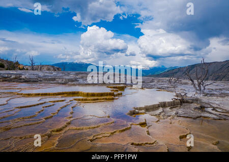 Neue Highland Terrasse, Mammoth Hot Springs, Yellowstone National Park, Wyoming Stockfoto