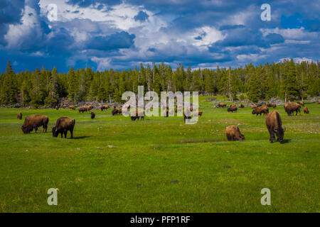 Herde Bisons grasen auf einem Feld mit Bergen und Bäumen im Hintergrund Stockfoto