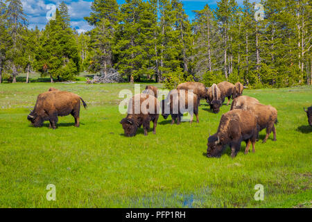 Herde Bisons grasen auf einem Feld mit Bergen und Bäumen im Hintergrund Stockfoto