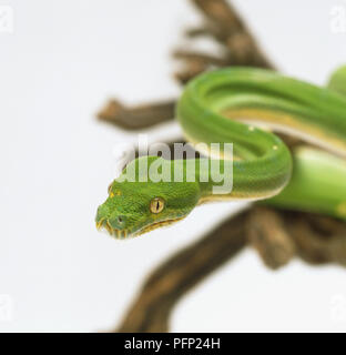 Nahaufnahme der Kopf eines Green Tree Python, die Beulen, die mächtigen Kiefermuskulatur verbergen, und grosse, grüne Augen mit vertikalen Schülerinnen und Schüler, die die Schlange als nachtaktive Jäger identifizieren. Stockfoto