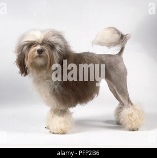 Eine Lowchen Hund mit gräulich-braune Haare auf der Vorderseite des Körpers, rasiert Hinterhand und dekorative Büschel auf die Beine und Schwanz. Stockfoto