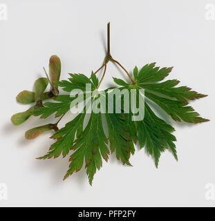 Acer japonicum 'Aconitifolium' (Fullmoon Ahorn), Niederlassung tipp Lager grüne Blätter und geflügelte Früchte Stockfoto