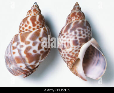 Ober- und Unterseite Blick auf japanische Babylon (Babylonia japonica), Muscheln Stockfoto