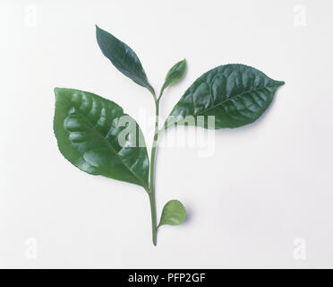 Blätter von Camellia sinensis (Tee), close-up Stockfoto