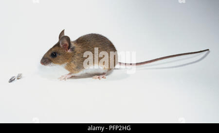 Hausmaus Mus musculus,, Seitenansicht. Stockfoto