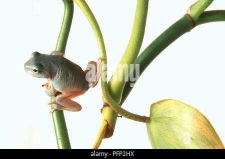 White's Tree Frog (Litoria caerulea) hocken auf Zweige einer Pflanze, Nahaufnahme Stockfoto