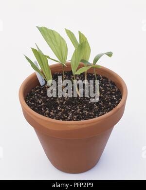 Caryota mitis palm Sämlinge mit Blättern im Blumentopf mit Label Stockfoto