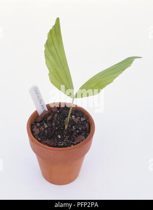 Caryota mitis palm Sämling mit Blättern im Blumentopf von rindenkompost mit Label Stockfoto