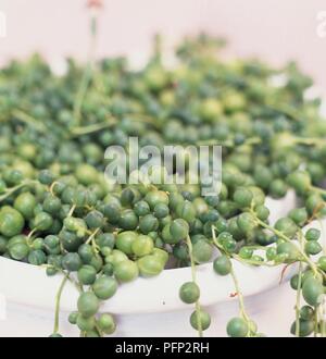 Runde Blätter von Senecio rowleyanus (String-von-Perlen) in den Übertopf, close-up Stockfoto