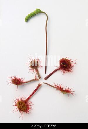 Drosera rotundifolia (sonnentau), Blütenknospen und leaf Blades Stockfoto