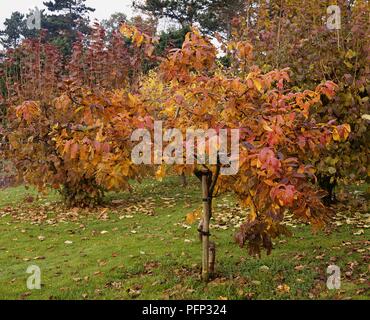 Mispel Mespilus germanica (Gemeinsame) Baum mit roten und gelben Herbst Laub Stockfoto