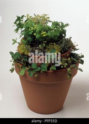 Kleine Blumentopf in größeren Übertopf, beide mit Kräutern Stockfoto